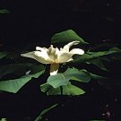 10 seeds - Magnolia macrophylla - Ashei or Ashes Magnolia Plant #ggvm5