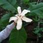10 seeds - Magnolia macrophylla - Ashei or Ashes Magnolia Plant #ggvm5