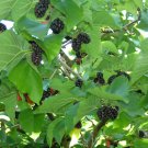 10 seeds - Morus nigra - Black Mulberry Tree Plant #ggvm5