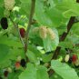 10 seeds - Morus nigra - Black Mulberry Tree Plant #ggvm5