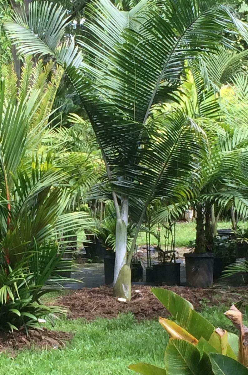 5 seeds - Dypsis sp White petiole Plant #ggvm5