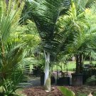 5 seeds - Dypsis sp White petiole Plant #ggvm5