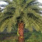 10 seeds - Butia capitata Jelly Palm Plant #ggvm5