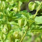 15 seeds - Physalis edulis Cape Gooseberry Plant #ggvm5