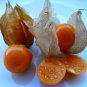 15 seeds - Physalis edulis Cape Gooseberry Plant #ggvm5