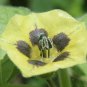 15 seeds - Physalis edulis Cape Gooseberry Plant #ggvm5