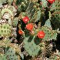 10 seeds - Opuntia engelmannii var. aciculata - Old Man Whiskers Plant #ggvm5