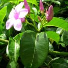 10 seeds - Cryptostegia grandiflora Rubber Vine Plant #ggvm5