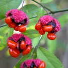 10 seeds - Euonymus americanus - Strawberry Bush Plant #ggvm5