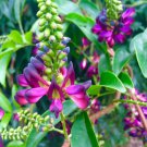 5 seeds - Millettia reticulata | Evergreen Wisteria Plant #ggvm5