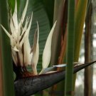 8 seeds - Strelitzia nicolai Giant Black Bird of Paradise Plant #ggvm5