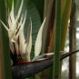 8 seeds - Strelitzia nicolai Giant Black Bird of Paradise Plant #ggvm5
