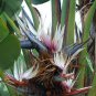 8 seeds - Strelitzia nicolai Giant Black Bird of Paradise Plant #ggvm5