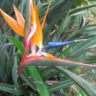 5 seeds - Strelitzia reginae Dwarf Bird of Paradise Plant #ggvm5