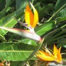 5 seeds - Strelitzia reginae Miniature Plant #ggvm5