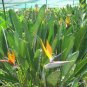 5 seeds - Strelitzia reginae Miniature Plant #ggvm5