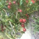 10 seeds - Ugni molinae - Chilean Guava Strawberry Myrtle Plant #ggvm5