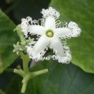 15 seeds - Trichosanthes lepiniana Plant #ggvm5