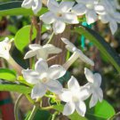 10 seeds - Stephanotis floribunda Madagascar Jasmine Plant #ggvm5