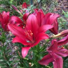 2 starter plants - Longiflorum Asiatic Hybrid Lily Red Alert Plant #ggvm5