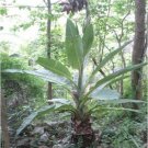 8 seeds - Ensete lecongkietii Musaceae Plant #ggvm5