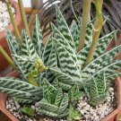 10 seeds - Aloe variegata | Partridge Breast Aloe | Tiger Aloe Plant #ggvm5