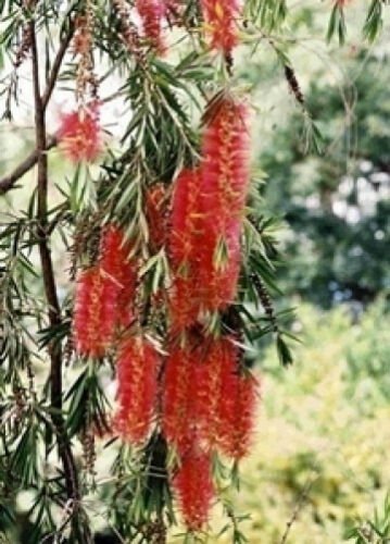 200 seeds - Callistemon viminalis - Weeping Bottlebrush shrub Plant #ggvm5