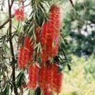 200 seeds - Callistemon viminalis - Weeping Bottlebrush shrub Plant #ggvm5