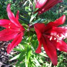 1 Quart Plant - Longiflorum Asiatic Hybrid Lily Red Alert #ggvm5