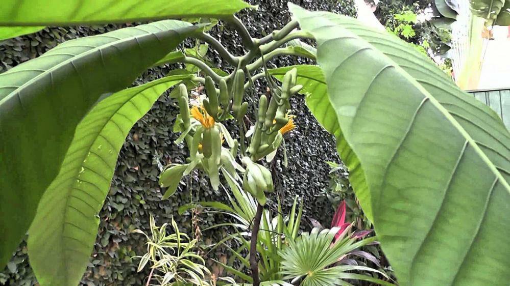 5 seeds - Passiflora macrophylla | Tree Passion Flower Plant #ggvm5