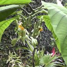 5 seeds - Passiflora macrophylla | Tree Passion Flower Plant #ggvm5
