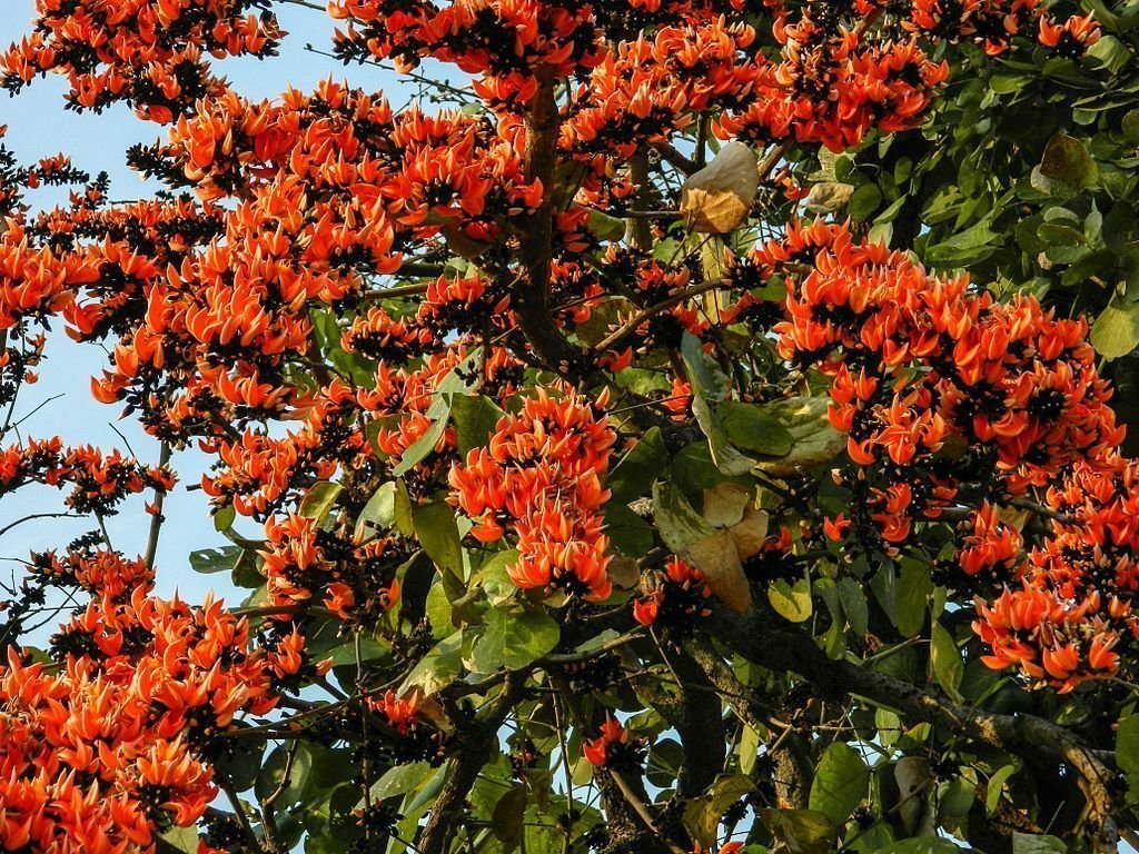 5 seeds - Butea monosperma Sacred tree Plant #ggvm5