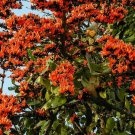 5 seeds - Butea monosperma Sacred tree Plant #ggvm5