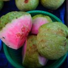 15 seeds - Psidium guajava - Pink Apple Guava Plant #ggvm5