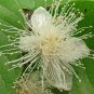 15 seeds - Psidium guajava - Pink Apple Guava Plant #ggvm5