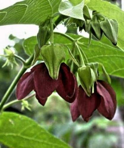 10 seeds - Abroma augusta - Devils Cotton Plant #ggvm5