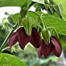 10 seeds - Abroma augusta - Devils Cotton Plant #ggvm5