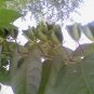 10 seeds - Abroma augusta - Devils Cotton Plant #ggvm5