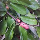 10 seeds - Magnolia acuminata - Cucumber Magnolia Plant #ggvm5