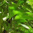 20 seeds - Asplundia sp. Santa Fe Plant #ggvm5