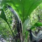 20 seeds - Asplundia sp. Santa Fe Plant #ggvm5