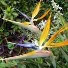 10 seeds - Strelitzia reginae Bird of Paradise Plant #ggvm5