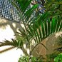 10 seeds - Ptychosperma elegans - Solitaire Palm Plant #ggvm5