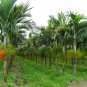 10 seeds - Ptychosperma elegans - Solitaire Palm Plant #ggvm5