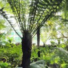 50 Spores - Dicksonia fibrosa | golden tree fern | kuripaka Plant #ggvm5