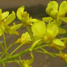 5 seeds - Caesalpinia velutina | Totoposte | Palo Colorada Plant #ggvm5