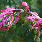 6 seeds - Beschorneria sp. Mexican Lily Plant #ggvm5