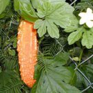 10 seeds - Bitter Melon Momordica charantia Balsam Pear Plant #ggvm5