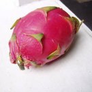 40 seeds - Hylocereus undatus Dragon Fruit Plant #ggvm5
