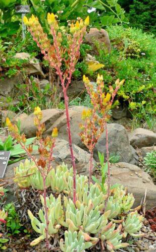 10 seeds - Dudleya caespitosa or Sand Lettuce Plant #ggvm5